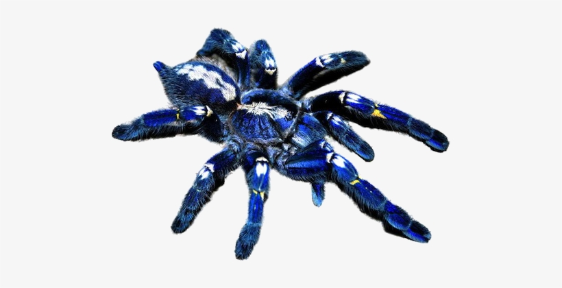 Metallica Tarantula, transparent png #1308280