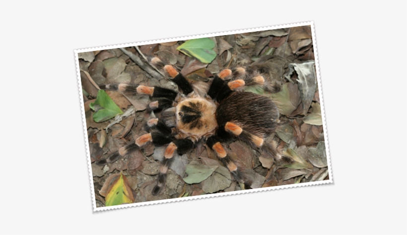 Sea Urchin, transparent png #1308350
