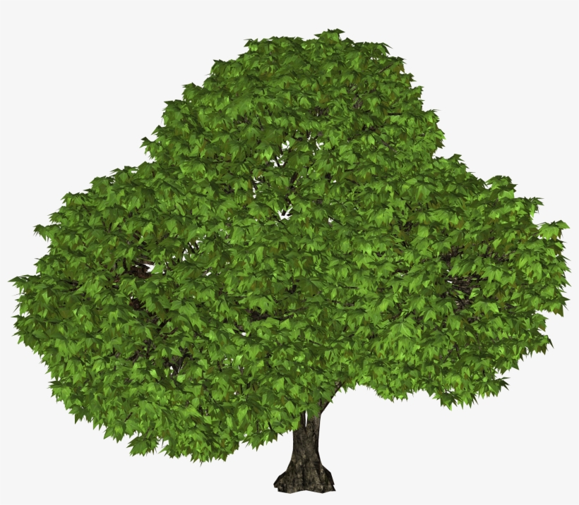 Arbol De Castaña Png, transparent png #1308418