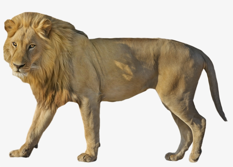 Lion Wildcat Standing - Mouton Soay, transparent png #1310870