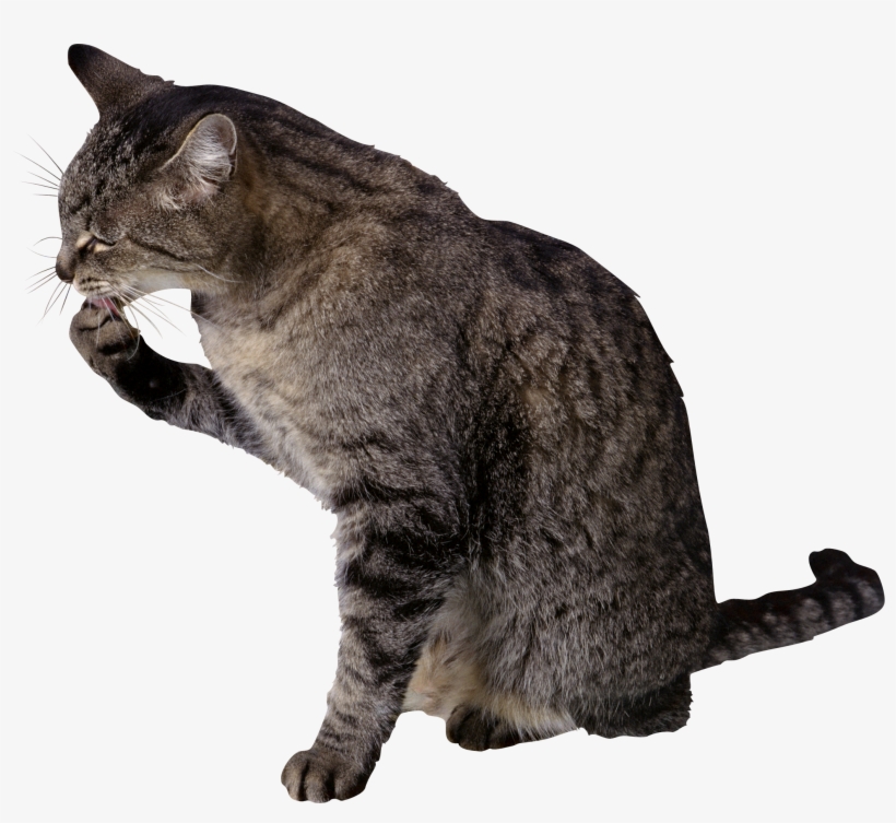 Cat Png - Cat Liking Its Paw, transparent png #1311058