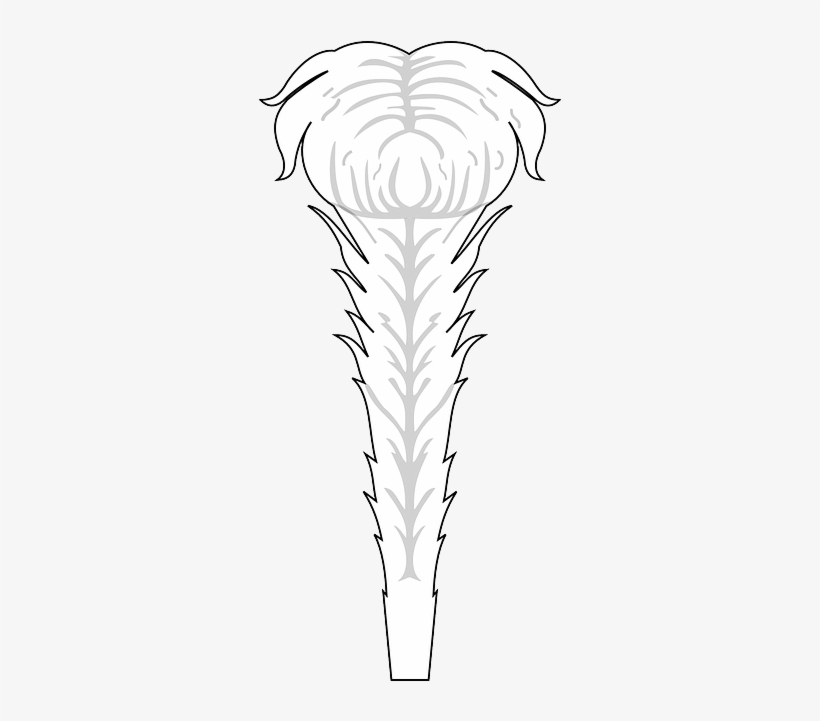 Feather, White, Soft, Feathers - Feather, transparent png #1311154