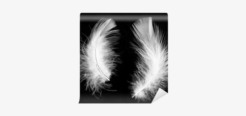 Feather, transparent png #1311196