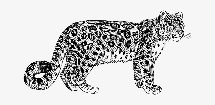 Leopard, Wildcat, Animal, Biology, Feline, Mammal - Snow Leopard Pictures Black And White, transparent png #1311605