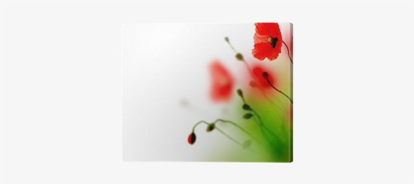 Beautiful Watercolor Poppy Border Canvas Print • Pixers® - Watercolor Painting, transparent png #1311752