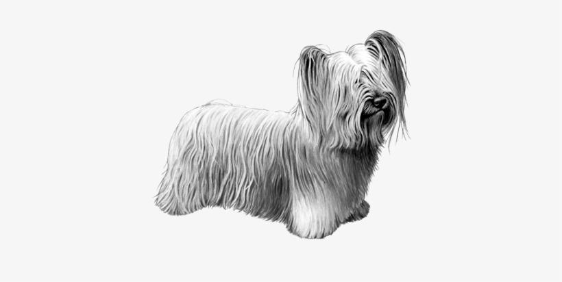 Skye Terrier - B&w - Skye Terrier, transparent png #1312317