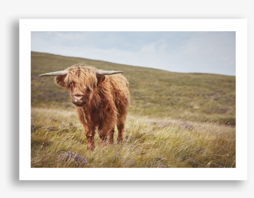 Highland Cow, Skye, transparent png #1312382