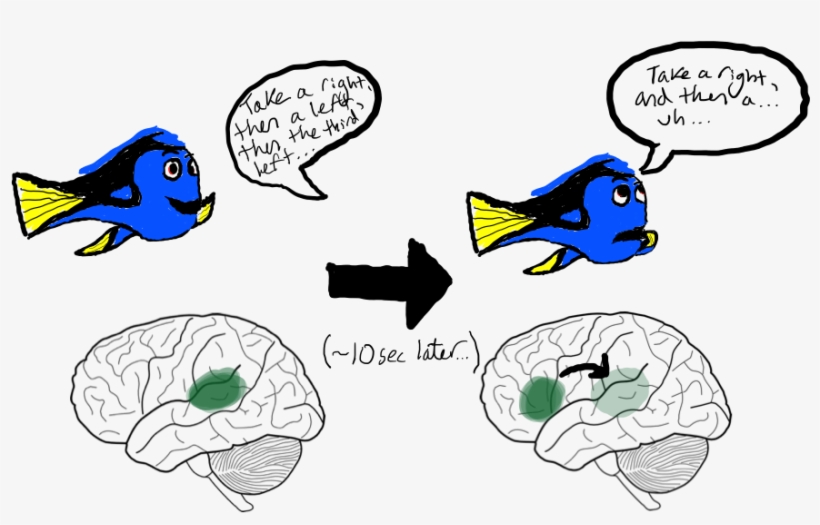 Dory Schematic - Blank Brain Diagram, transparent png #1313002