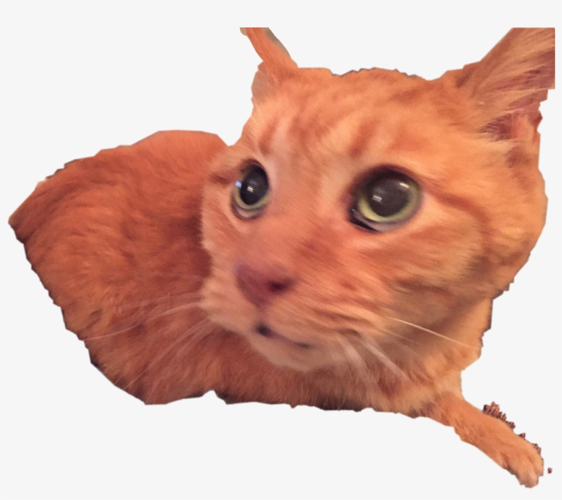 Mufasa My Other Grandma's Cat 17 Years Old Born - Kitten, transparent png #1317107