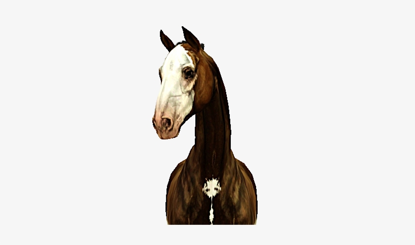 Stallion, transparent png #1317822