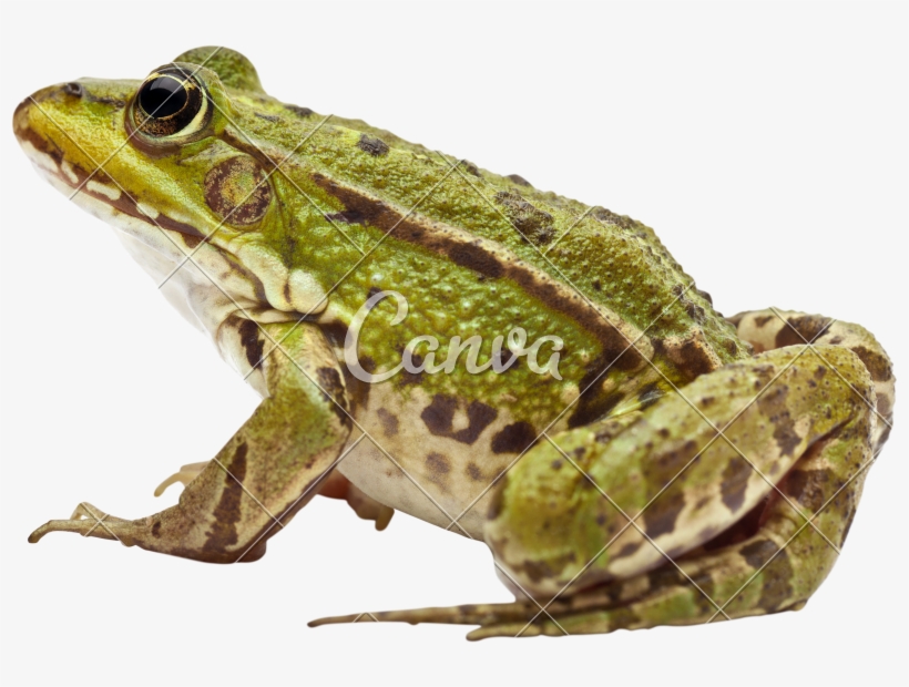 Common European Frog Or Edible Frog - Frogs Decided To Jump, transparent png #1318487