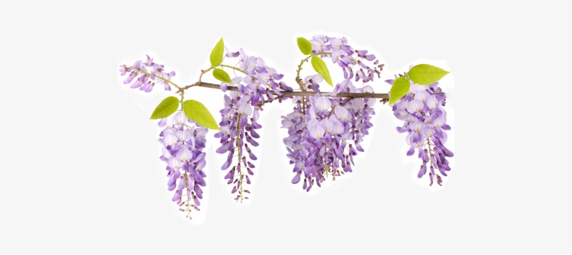 Wisteria Flower Png Svg Library Stock - Wisteria No Background Clipart, transparent png #1320338