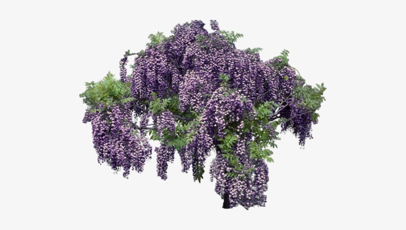 Clip Black And White Library Freetoedit Png Flowers - Flower, transparent png #1320396