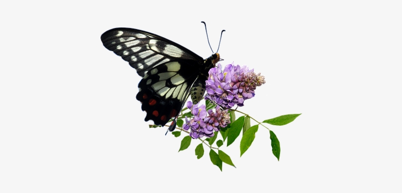 Butterfly, Wisteria, Insect, Nature, Spring - Butterfly Flower Png, transparent png #1320460