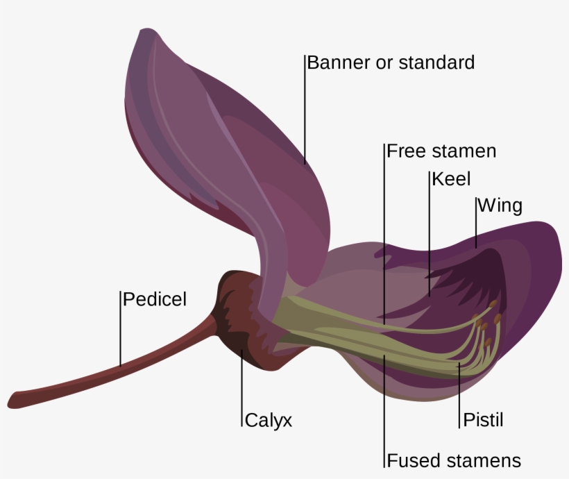 Open - Fabaceae Flower, transparent png #1320513