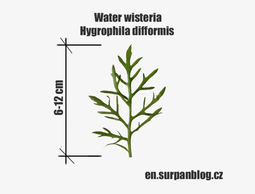 Hygrophila Difformis - Water Wisteria - Herbal - Hygrophila Difformis, transparent png #1320644