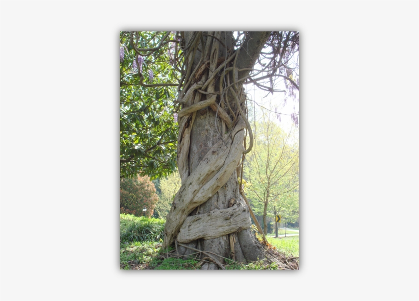 Tree With Vine Copy - Vines Wrapped Around Trees, transparent png #1321097
