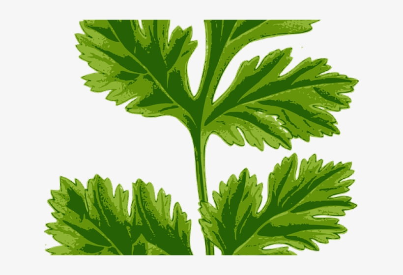 Herbs Clipart Cilantro - Europe Tees Coriander Leaf, transparent png #1321305