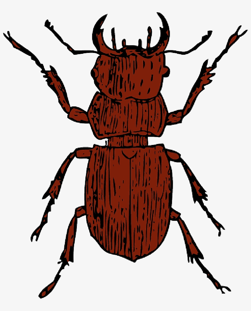 Mb Image/png - Clipart Beetle, transparent png #1323511