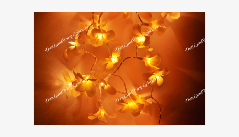 Still Life Photography, transparent png #1324643