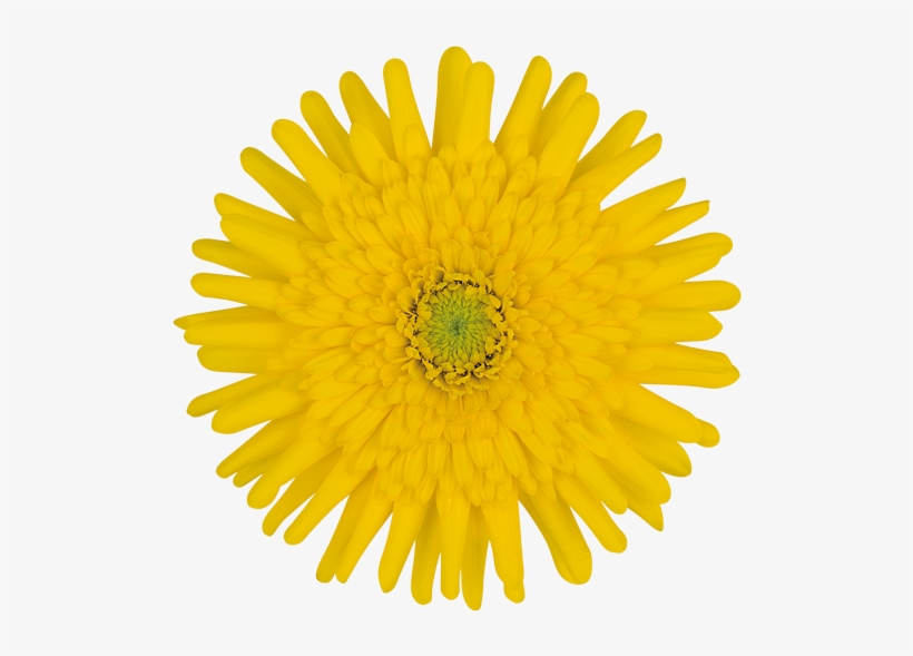 Pinocchio® - Flor Diente De Leon Png, transparent png #1325398