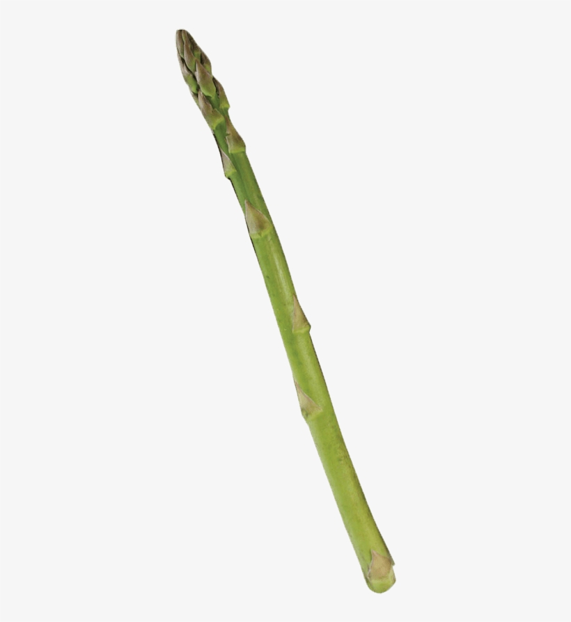 Single Asparagus - Portable Network Graphics, transparent png #1325920