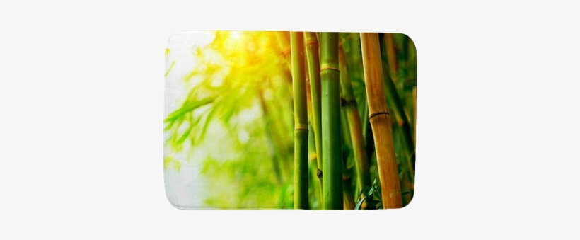 Bamboo, transparent png #1326059