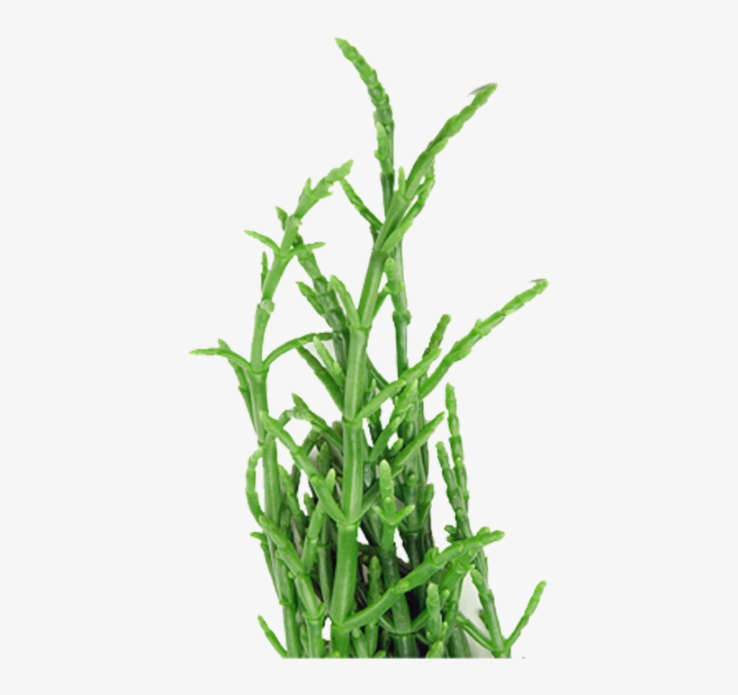 Sea Asparagus - Cartoon Plant Sea Png, transparent png #1326600