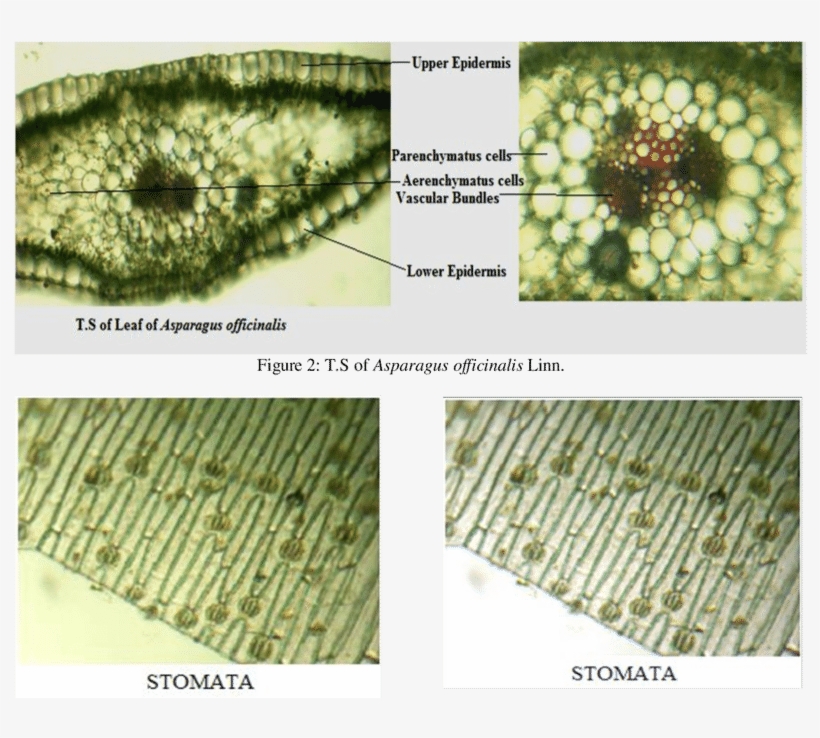 Asparagus Officinalis Linn - Garden Asparagus, transparent png #1327379