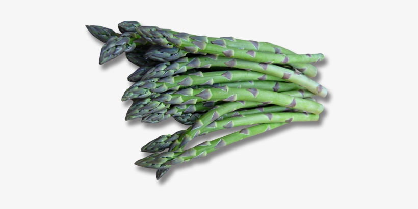 Guelph, transparent png #1327479