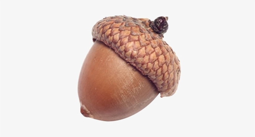 Seed Oak Photography Transprent Clipart Free - Acorn Seed, transparent png #1327613