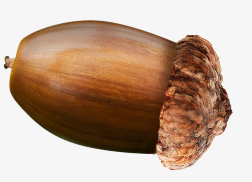 Acorn Transparent Food Clip Art Library Stock - Gourd, transparent png #1327908