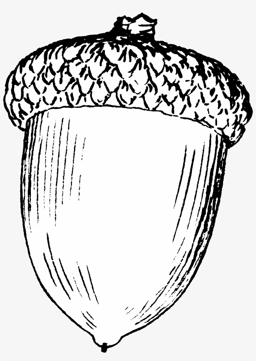 Acorn - Drawing Of An Acorn, transparent png #1327976