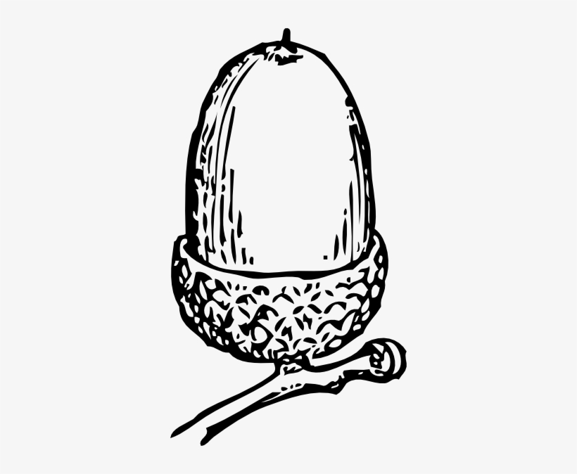Free Vector Acorn Clip Art - Acorn Clip Art Black And White, transparent png #1327992