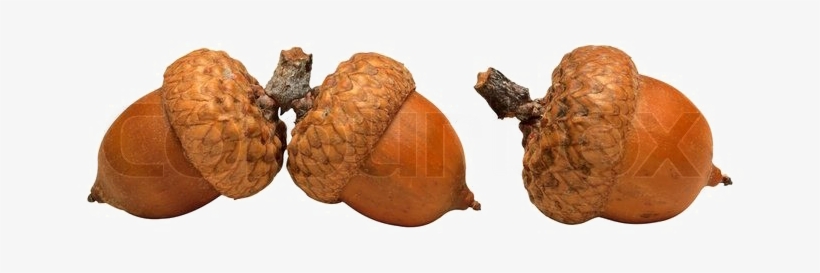 Acorn Png High-quality Image - Brahms: Complete Concertos; Overtures, transparent png #1328138