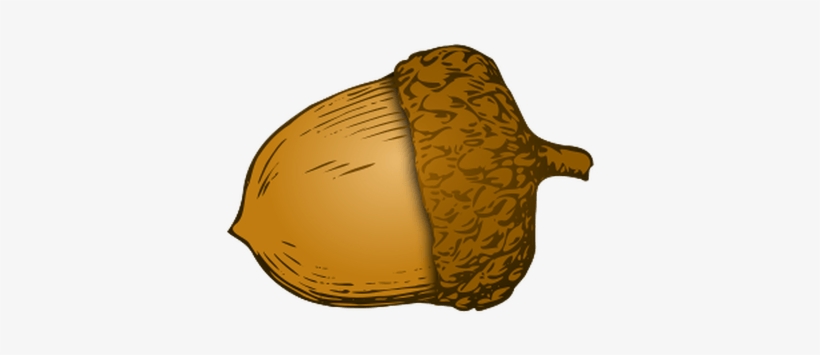 Illustration Acorn - Acorn Transparency, transparent png #1328170