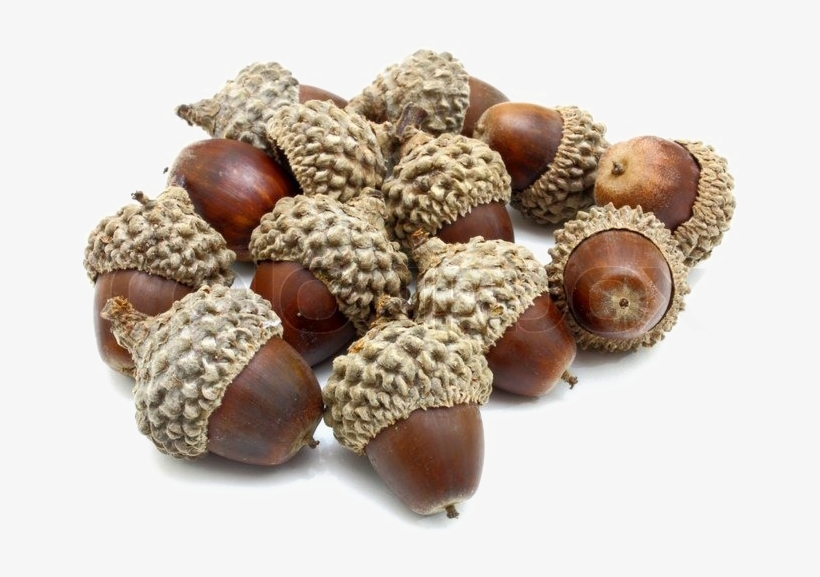 Acorn Png Photo - Acorns Png Transparency, transparent png #1328456