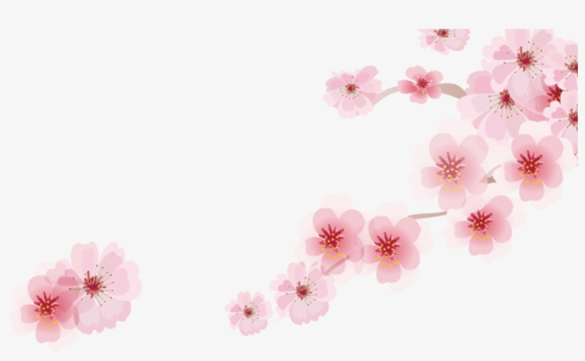 Cherry Blossom Cartoon Romantic Sakura Japanese Cartoon - Cherry Blossom, transparent png #1329827