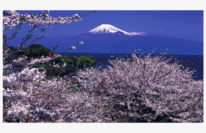 2019 Cherry Blossom Highlights [tokyo, Mt - Mt Fuji Cherry Blossom 2017, transparent png #1330014