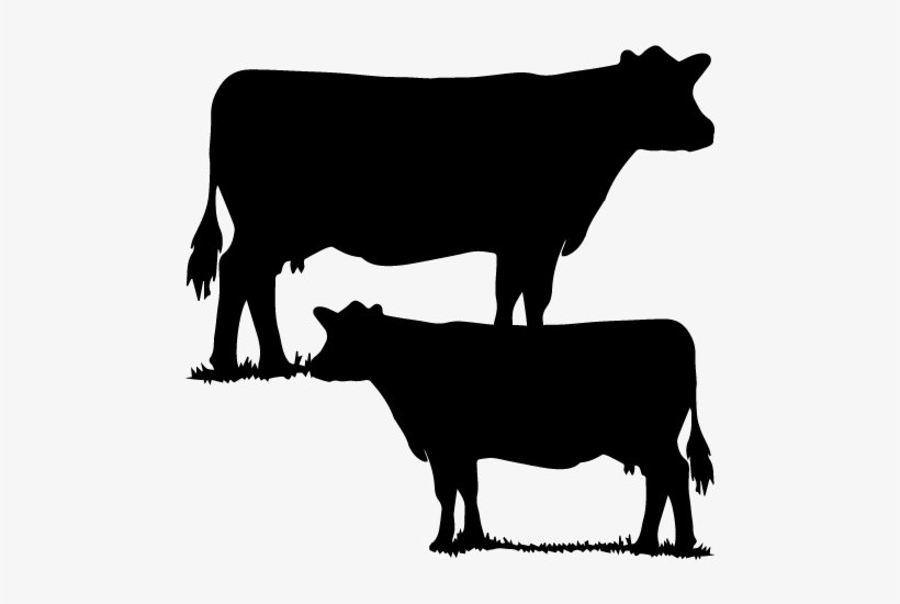 Herd Health - “ - Cattle Herd Icon, transparent png #1331236