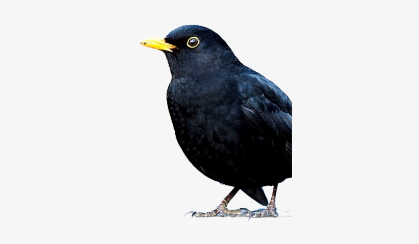 Bird Gard Electronic Bird Repellent Blackbids - Blackbird Bird, transparent png #1332379