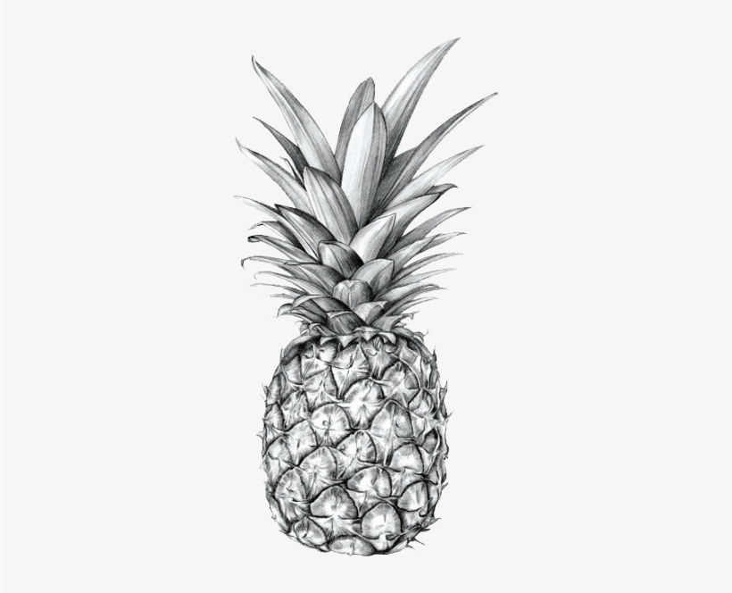 Verysexyrhino - Drawing Pineapple, transparent png #1336183