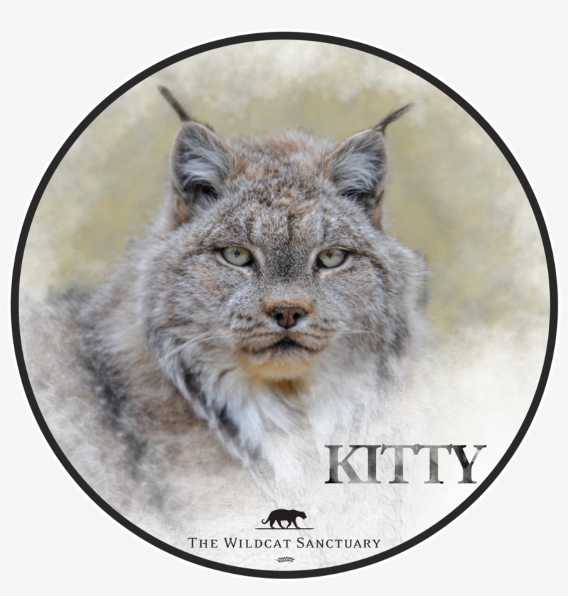 Smiley Face, transparent png #1336680