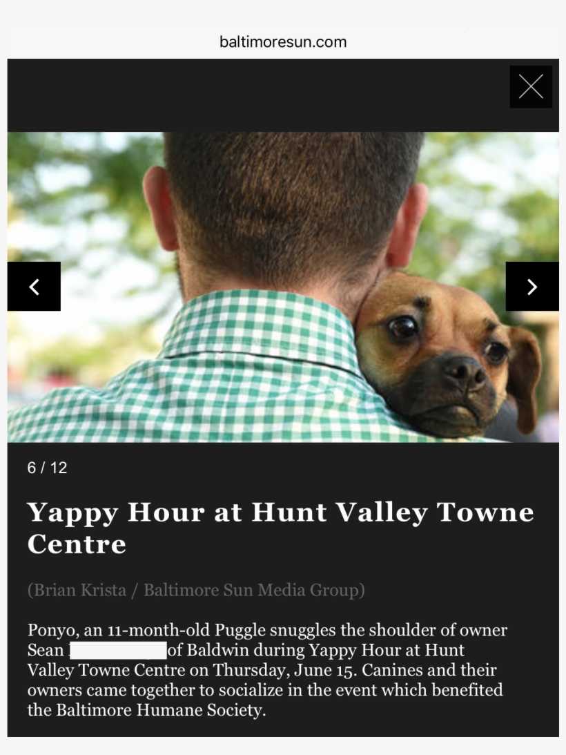 That Time Ponyo Graced The Baltimore Sun With Her Presence - Companion Dog, transparent png #1338922