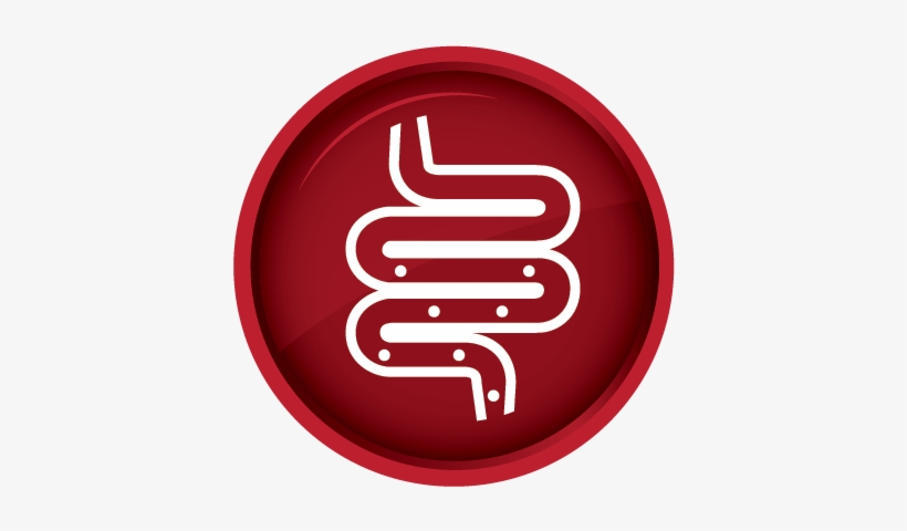 Particularly After The Administration Of Antibiotics, - Digestion, transparent png #1339422