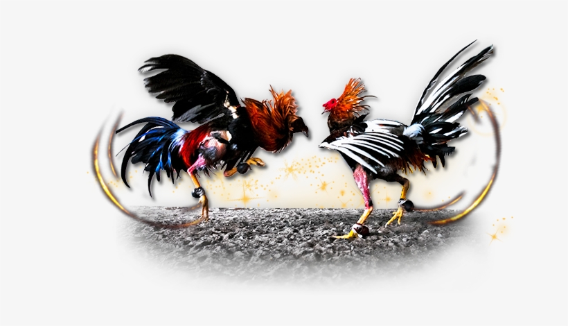 Roosters Who Lose The Fights Are Often Known Nothing - Imagenes De Gallos De Pelea Png, transparent png #1339787