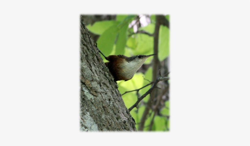 Canyon Wren - House Wren, transparent png #1339963