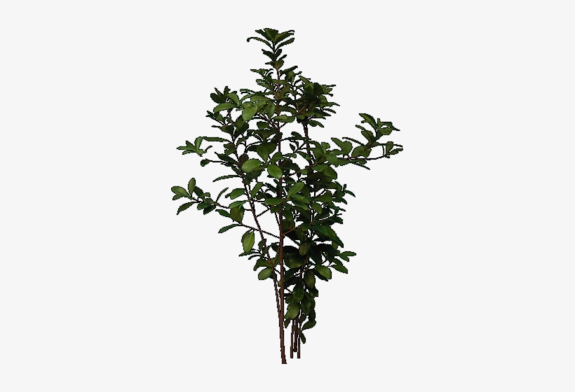 Tree Elevation - Illustration, transparent png #1342234