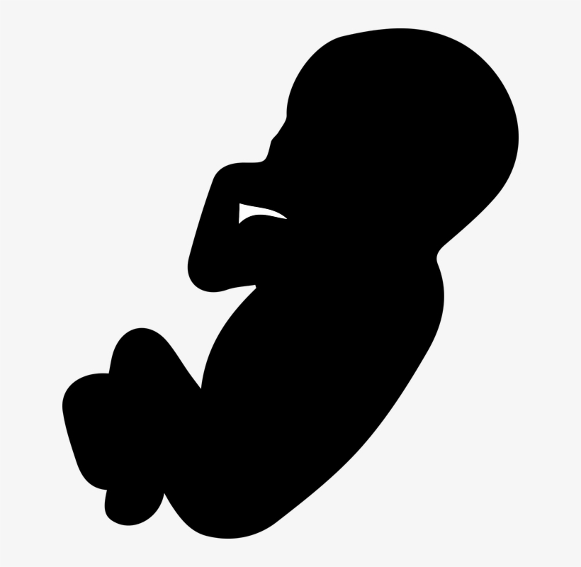 The Fruit, The Embryo, Pregnancy, Pregnant, Mother - Embriyo Png, transparent png #1342446