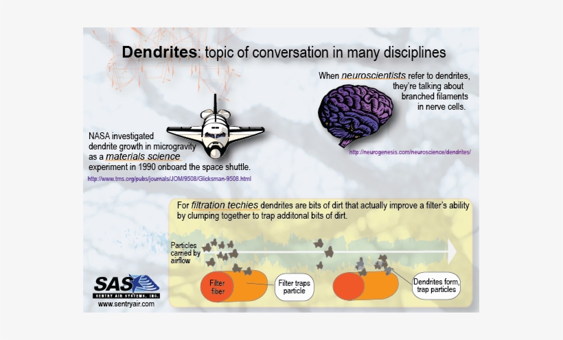 More - Right Brain Oval Ornament, transparent png #1342511
